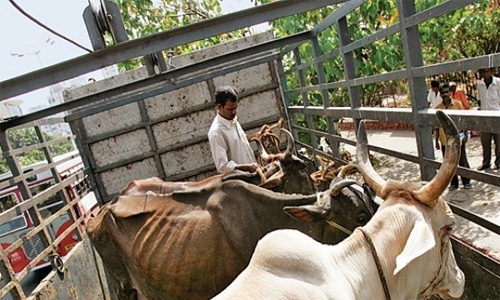 Mumbai court strikes down beef ban