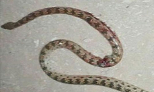 Girl kills snake attacking parents 