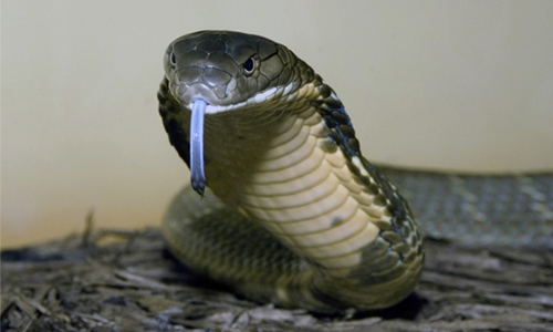 Escaped cobra terrorises German town Escaped cobra terrorises German town