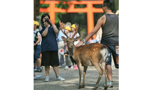 Japan park issues tips as  animals nibble tourists