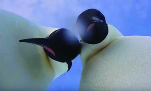 Penguins take an excellent selfie after finding camera 