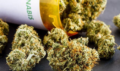 'Creative' stoners planted seed for safer medical marijuana: study 'Creative' stoners planted seed for safer medical marijuana: study
