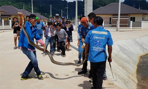 Four-metre king cobra wrestled from sewer in Thailand