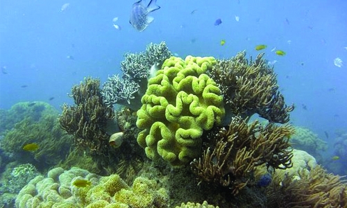 Reef damage could cost Australia a million tourists Reef damage could cost Australia a million tourists