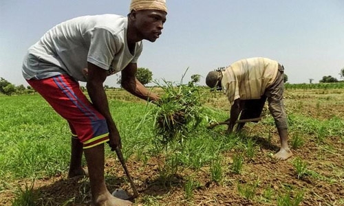 Nigeria looks to 'white gold' for economic recovery Nigeria looks to 'white gold' for economic recovery