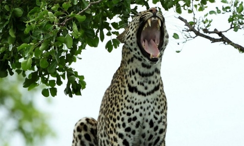 Leopard shuts down Nepal airport