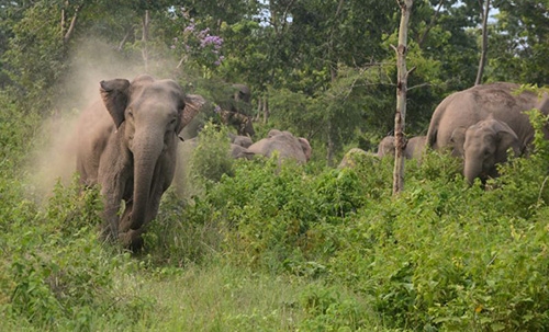 Wild elephant kills five in India's northeast