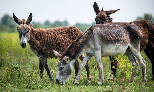 ‘Wonder of nature’: Serbia’s ultra-expensive donkey cheese ‘Wonder of nature’: Serbia’s ultra-expensive donkey cheese