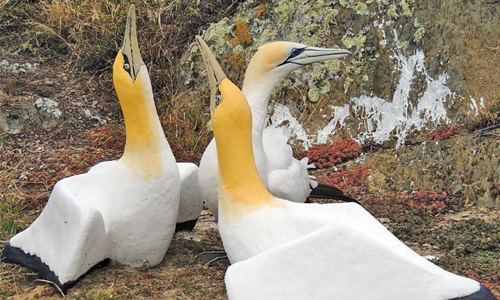 ‘World’s loneliest bird’ Nigel dies in New Zealand