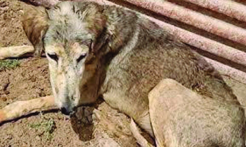 Activists outrage at plan to shoot down stray dogs