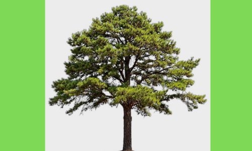 Indian Islamic centre warns Muslims against felling trees Indian Islamic centre warns Muslims against felling trees