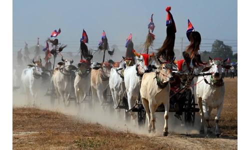 'Our version of Formula 1': Cambodian villagers race oxcarts