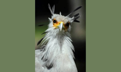 Africa’s large birds of prey facing ‘extinction crisis’