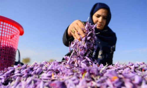 Growing the Red gold Growing the Red gold