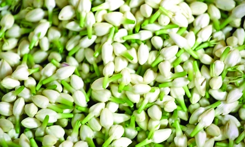 BACA planting campaign today