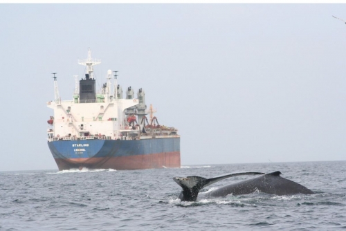 Middle East conflicts a danger for whales off S.Africa: study