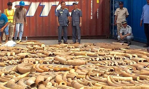 Cambodia seizes 3-tonnes African ivory