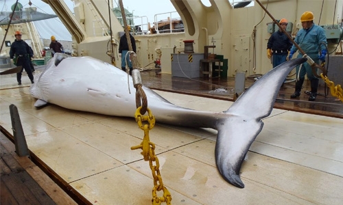 Japan kills 333 whales in annual Antarctic hunt