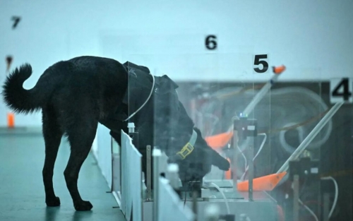 Can dogs sniff cancer? AI joins the hunt