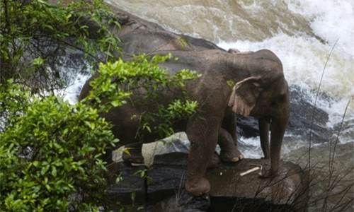 Six elephants drown after slipping off waterfall in Thai park Six elephants drown after slipping off waterfall in Thai park