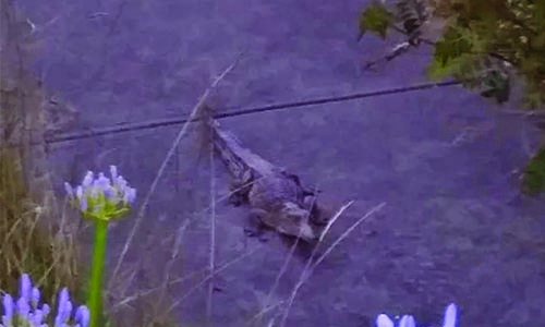 Crocodile walks Melbourne streets on Christmas day Crocodile walks Melbourne streets on Christmas day