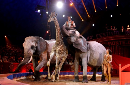  France to ban wild animals from traveling circus shows