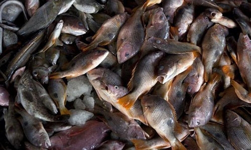 Mercury in seafood not harmful to aging brain: study