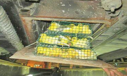 Saudi foils birds smuggle attempt from Bahrain Saudi foils birds smuggle attempt from Bahrain