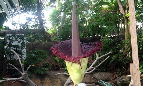 Surprise giant ‘corpse flower’ blooms
