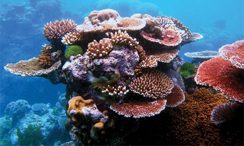Kingdom might witness worst coral die-off ever