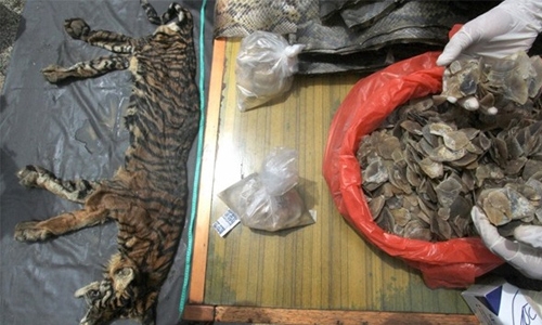 Indonesian police seize tiger skin, deer genitals Indonesian police seize tiger skin, deer genitals