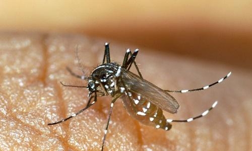 Rome sets mosquito campaign after chikungunya cases