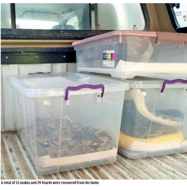 Selling selfies with snakes: Court acquits snake breeder