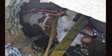 Five hours after fall,  cow rescued from well