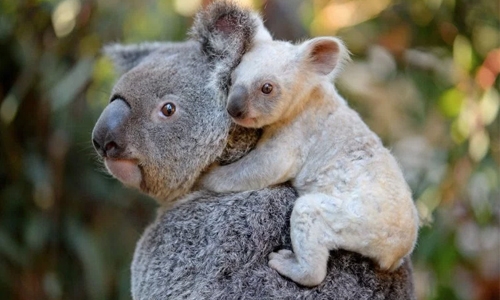 Rare white koala born at Australian zoo Rare white koala born at Australian zoo