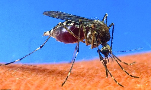 First large-scale malaria vaccine trials for Africa