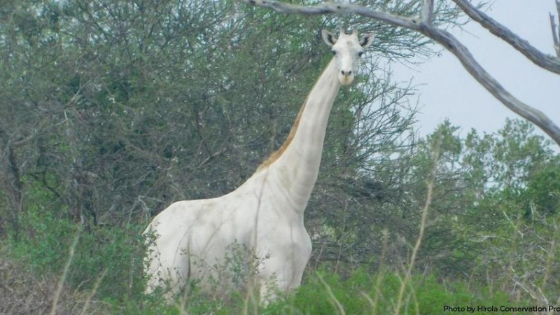 Poachers kill world's only female white giraffe