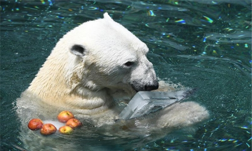 S. Korea’s last polar bear dies ahead of retirement