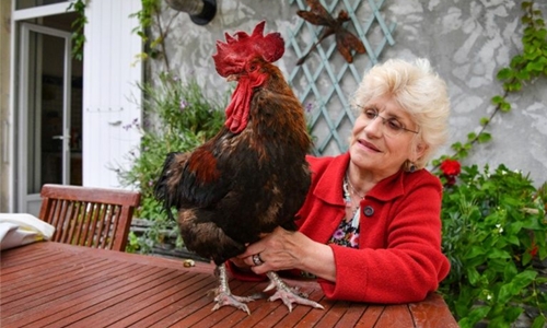 French rooster Maurice triumphs in battle over right to crow