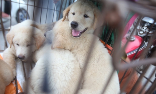 Dog-slaughtering ring busted in Saudi Dog-slaughtering ring busted in Saudi