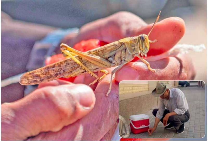 Locusts invade Manama Locusts invade Manama