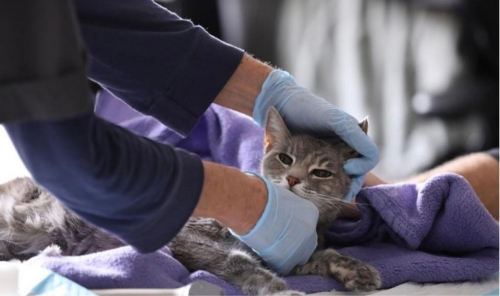 Call to bring back low-cost vet care