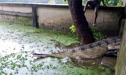 Rare Bangladesh crocodile lays eggs in new hope for species Rare Bangladesh crocodile lays eggs in new hope for species