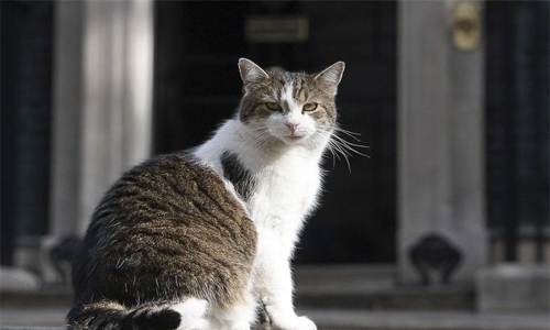 Larry the Cat marks 10 years’ ruling Downing Street roost