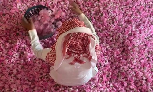 Saudi Arabia’s city of roses blooms in Ramadan