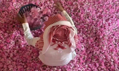 Saudi Arabia’s city of roses blooms in Ramadan Saudi Arabia’s city of roses blooms in Ramadan
