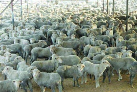 Livestock shipments to reach Bahrain Livestock shipments to reach Bahrain